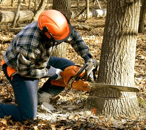 Tree Removal in Welda, KS